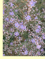 , ,  (Limonium sinuatum)
